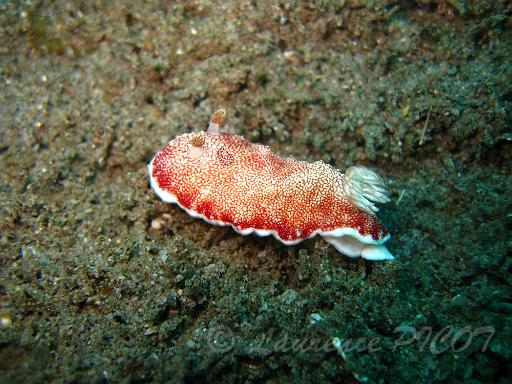 Chromodoris sp 7 (1).JPG